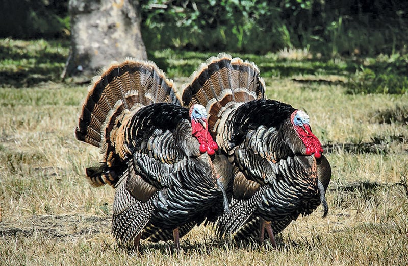 Turkeys